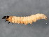  ( - BIOUG02021-F01)  @12 [ ] CreativeCommons - Attribution (2012) CBG Photography Group Centre for Biodiversity Genomics