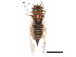  (Cacopsylla haliaeeti - BIOUG02055-A09)  @14 [ ] CreativeCommons - Attribution (2012) CBG Photography Group Centre for Biodiversity Genomics