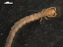  (Cryptops punicus - NMNHS-PES-00035)  @11 [ ] CreativeCommons - Attribution (2009) Unspecified Centre for Biodiversity Genomics