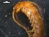  (Eupolybothrus transsylvanicus - NMNHS-PES-00063)  @11 [ ] CreativeCommons - Attribution (2009) David Porco Centre for Biodiversity Genomics