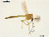  (Dicrotendipes saetanumerosus - XJ207)  @11 [ ] CreativeCommons - Attribution Non-Commercial Share-Alike (2018) Xiaolong Lin Department of Natural History, NTNU University Museum