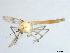  ( - XJ210)  @11 [ ] CreativeCommons - Attribution Non-Commercial Share-Alike (2018) Xiaolong Lin Department of Natural History, NTNU University Museum
