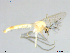  (Stenochironomus macateei - XJ215)  @11 [ ] CreativeCommons - Attribution Non-Commercial Share-Alike (2018) Xiaolong Lin NTNU University Museum, Department of Natural History