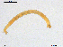  ( - XJ280)  @11 [ ] CreativeCommons - Attribution Non-Commercial Share-Alike (2018) Xiaolong Lin NTNU University Museum, Department of Natural History