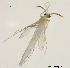  (Tanytarsus sp. 25XL - XJ4)  @12 [ ] CreativeCommons - Attribution Non-Commercial Share-Alike (2016) Nankai University, College of Life Sciences Nankai University, College of Life Sciences