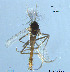  ( - XJ46)  @11 [ ] CreativeCommons - Attribution Non-Commercial (2017) Xiaolong Lin NTNU University Museum, Department of Natural History