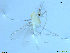  (Neozavrelia tamanona - XJ58)  @11 [ ] CreativeCommons - Attribution Non-Commercial Share-Alike (2018) Xiaolong Lin Department of Natural History, NTNU University Museum