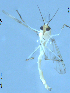 ( - XJ64)  @11 [ ] CreativeCommons - Attribution Non-Commercial Share-Alike (2018) Xiaolong Lin Department of Natural History, NTNU University Museum