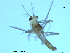  (Neozavrelia pilosa - XJ68)  @11 [ ] CreativeCommons - Attribution Non-Commercial Share-Alike (2018) Xiaolong Lin NTNU University Museum, Department of Natural History