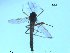  ( - XJ70)  @11 [ ] CreativeCommons - Attribution Non-Commercial Share-Alike (2018) Xiaolong Lin NTNU University Museum, Department of Natural History