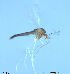 ( - XJ72)  @11 [ ] CreativeCommons - Attribution Non-Commercial Share-Alike (2018) Xiaolong Lin Department of Natural History, NTNU University Museum