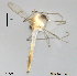  (Stenochironomus okialbus - XJ95)  @11 [ ] CreativeCommons - Attribution Non-Commercial Share-Alike (2018) Xiaolong Lin NTNU University Museum, Department of Natural History
