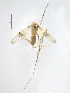  ( - XJ96)  @11 [ ] CreativeCommons - Attribution Non-Commercial Share-Alike (2018) Xiaolong Lin Department of Natural History, NTNU University Museum