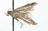  (Scrobipalpa nr. atriplicella sp. 2 - 09PROBE-09572)  @12 [ ] CreativeCommons - Attribution (2009) Unspecified Centre for Biodiversity Genomics