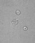  (Chlorarachnion reptans - CCCM 449-Nm-ITS)  @11 [ ] Unspecified (default): All Rights Reserved  Unspecified Unspecified