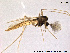  (Micropsectra recurvata - TRD-CH1)  @14 [ ] CreativeCommons - Attribution Non-Commercial Share-Alike (2013) NTNU Museum of Natural History and Archaeology NTNU Museum of Natural History and Archaeology