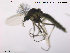  ( - TRD-CH101)  @12 [ ] CreativeCommons - Attribution Non-Commercial Share-Alike (2014) NTNU University Museum, Department of Natural History NTNU University Museum, Department of Natural History