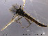  ( - TRD-CH126)  @12 [ ] CreativeCommons - Attribution Non-Commercial Share-Alike (2014) NTNU University Museum, Department of Natural History NTNU University Museum, Department of Natural History