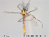  ( - TRD-CH133)  @13 [ ] CreativeCommons - Attribution Non-Commercial Share-Alike (2014) NTNU University Museum, Department of Natural History NTNU University Museum, Department of Natural History