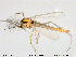  (Tanytarsus usmaensis - TRD-CH139)  @14 [ ] CreativeCommons - Attribution Non-Commercial Share-Alike (2014) NTNU University Museum, Department of Natural History NTNU University Museum, Department of Natural History