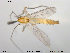  ( - TRD-CH154)  @12 [ ] CreativeCommons - Attribution Non-Commercial Share-Alike (2014) NTNU University Museum, Department of Natural History NTNU University Museum, Department of Natural History