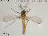  ( - TRD-CH161)  @12 [ ] CreativeCommons - Attribution Non-Commercial Share-Alike (2014) NTNU University Museum, Department of Natural History NTNU University Museum, Department of Natural History
