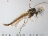  ( - TRD-CH167)  @12 [ ] CreativeCommons - Attribution Non-Commercial Share-Alike (2014) NTNU University Museum, Department of Natural History NTNU University Museum, Department of Natural History