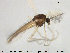  (Polypedilum albicorne - TRD-CH192)  @13 [ ] CreativeCommons - Attribution Non-Commercial Share-Alike (2015) NTNU University Museum, Department of Natural History NTNU University Museum, Department of Natural History