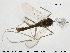 ( - TRD-CH196)  @12 [ ] CreativeCommons - Attribution Non-Commercial Share-Alike (2015) NTNU University Museum, Department of Natural History NTNU University Museum, Department of Natural History