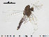  (Rheosmittia sp. 1ES - TRD-CH197)  @12 [ ] CreativeCommons - Attribution Non-Commercial Share-Alike (2015) NTNU University Museum, Department of Natural History NTNU University Museum, Department of Natural History