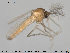  ( - TRD-CH202)  @13 [ ] CreativeCommons - Attribution Non-Commercial Share-Alike (2015) NTNU University Museum, Department of Natural History NTNU University Museum, Department of Natural History