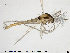  ( - TRD-CH209)  @14 [ ] CreativeCommons - Attribution Non-Commercial Share-Alike (2015) NTNU University Museum, Department of Natural History NTNU University Museum, Department of Natural History