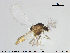  (Corynoneura lobata - TRD-CH212)  @14 [ ] CreativeCommons - Attribution Non-Commercial Share-Alike (2015) NTNU University Museum, Department of Natural History NTNU University Museum, Department of Natural History