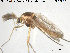  ( - TRD-CH218)  @11 [ ] CreativeCommons - Attribution Non-Commercial Share-Alike (2015) NTNU University Museum, Department of Natural History NTNU University Museum, Department of Natural History