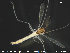  ( - TRD-CH224)  @13 [ ] CreativeCommons - Attribution Non-Commercial Share-Alike (2015) NTNU University Museum, Department of Natural History NTNU University Museum, Department of Natural History