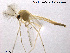  (Dicrotendipes lobiger - TRD-CH26)  @13 [ ] CreativeCommons - Attribution Non-Commercial Share-Alike (2013) NTNU Museum of Natural History and Archaeology NTNU Museum of Natural History and Archaeology