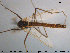  ( - TRD-CH263)  @12 [ ] CreativeCommons - Attribution Non-Commercial Share-Alike (2015) NTNU University Museum, Department of Natural History NTNU University Museum, Department of Natural History