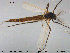 ( - TRD-CH264)  @12 [ ] CreativeCommons - Attribution Non-Commercial Share-Alike (2015) NTNU University Museum, Department of Natural History NTNU University Museum, Department of Natural History