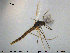  ( - TRD-CH281)  @12 [ ] CreativeCommons - Attribution Non-Commercial Share-Alike (2015) NTNU University Museum, Department of Natural History NTNU University Museum, Department of Natural History