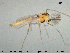  ( - TRD-CH294)  @13 [ ] CreativeCommons - Attribution Non-Commercial Share-Alike (2015) NTNU University Museum, Department of Natural History NTNU University Museum, Department of Natural History
