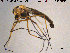  ( - TRD-CH315)  @11 [ ] CreativeCommons - Attribution Non-Commercial Share-Alike (2015) NTNU University Museum, Department of Natural History NTNU University Museum, Department of Natural History