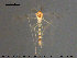 ( - TRD-CH326)  @13 [ ] CreativeCommons - Attribution Non-Commercial Share-Alike (2015) NTNU University Museum, Department of Natural History NTNU University Museum, Department of Natural History