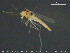  (Stempellina - TRD-CH334)  @14 [ ] CreativeCommons - Attribution Non-Commercial Share-Alike (2015) NTNU University Museum, Department of Natural History NTNU University Museum, Department of Natural History
