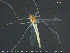  ( - TRD-CH337)  @12 [ ] CreativeCommons - Attribution Non-Commercial Share-Alike (2015) NTNU University Museum, Department of Natural History NTNU University Museum, Department of Natural History
