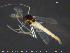  (Phaenopsectra punctipes - TRD-CH347)  @13 [ ] CreativeCommons - Attribution Non-Commercial Share-Alike (2015) NTNU University Museum, Department of Natural History NTNU University Museum, Department of Natural History