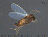  ( - TRD-CH352)  @12 [ ] CreativeCommons - Attribution Non-Commercial Share-Alike (2015) NTNU University Museum, Department of Natural History NTNU University Museum, Department of Natural History