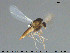  ( - TRD-CH354)  @11 [ ] CreativeCommons - Attribution Non-Commercial Share-Alike (2015) NTNU University Museum, Department of Natural History NTNU University Museum, Department of Natural History