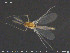  ( - TRD-CH386)  @11 [ ] CreativeCommons - Attribution Non-Commercial Share-Alike (2015) NTNU University Museum, Department of Natural History NTNU University Museum, Department of Natural History