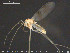  ( - TRD-CH417)  @12 [ ] CreativeCommons - Attribution Non-Commercial Share-Alike (2015) NTNU University Museum, Department of Natural History NTNU University Museum, Department of Natural History