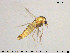  ( - TRD-CH420)  @11 [ ] CreativeCommons - Attribution Non-Commercial Share-Alike (2015) NTNU University Museum, Department of Natural History NTNU University Museum, Department of Natural History